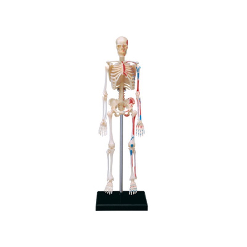 Medical Lab Technology - Model anatomiczny ludzkiego szkieletu 4D, puzzle