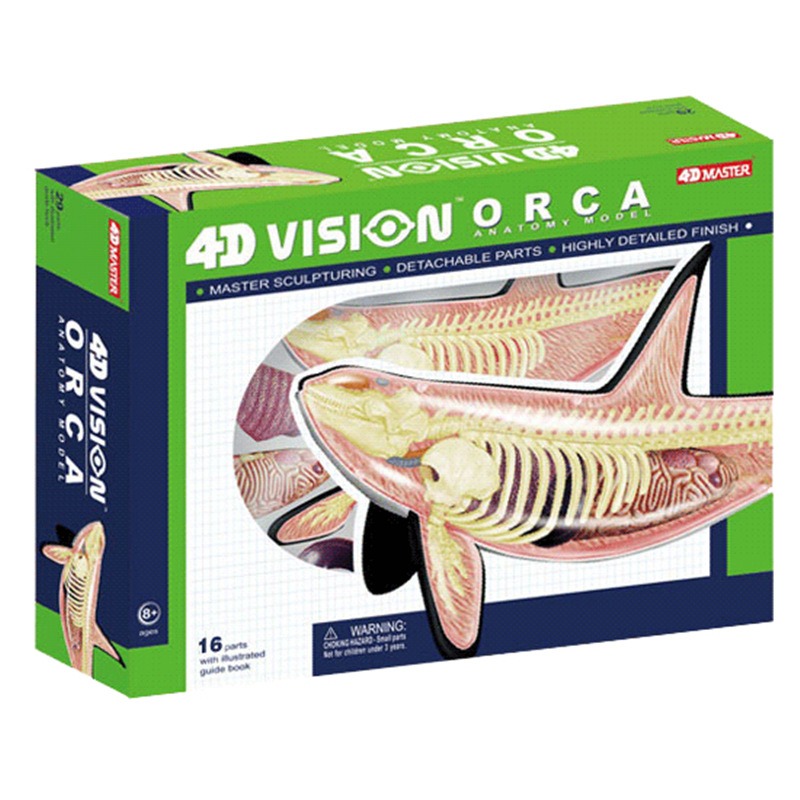 Medical Lab Technology - Model anatomiczny kości słoniowej wieloryba Orki