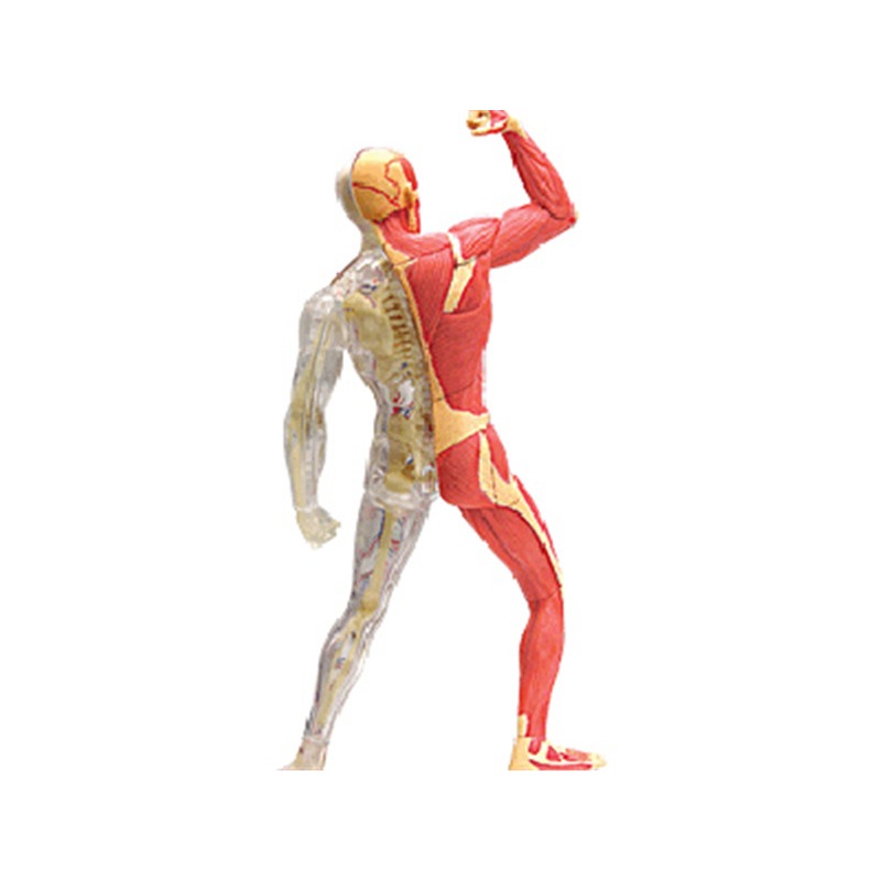 4d Master Model anatomii ludzk – Medical Lab Technology recenzja i cena
